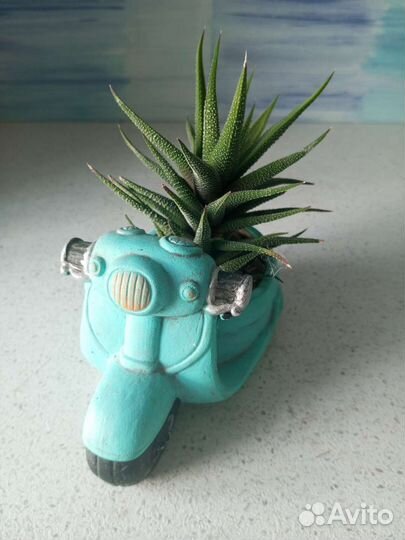 Композиции из суккулентов