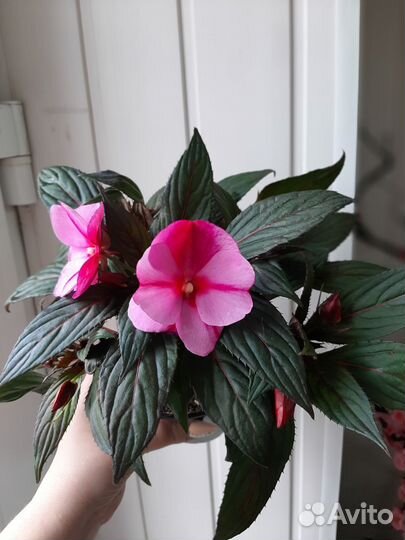 Комнатные растения цветы