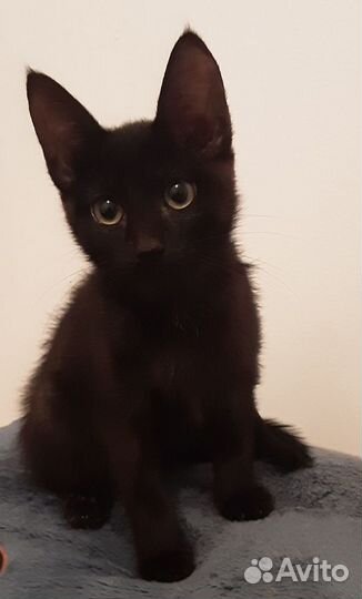 Черный котенок