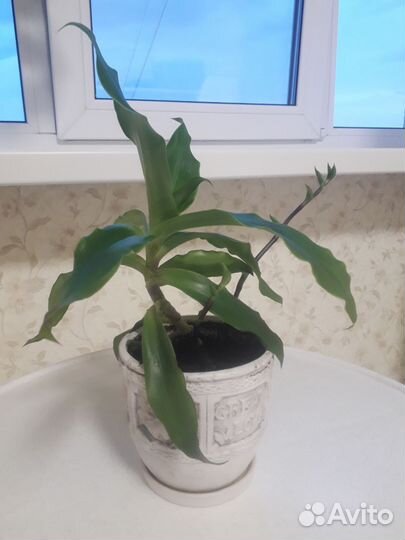 Золотой ус