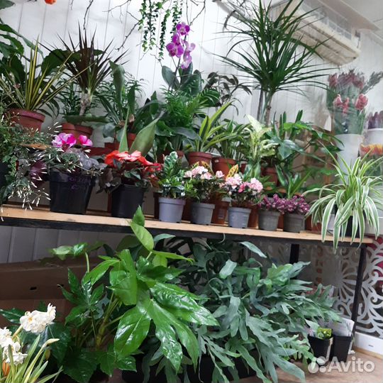 Комнатные растения цветы