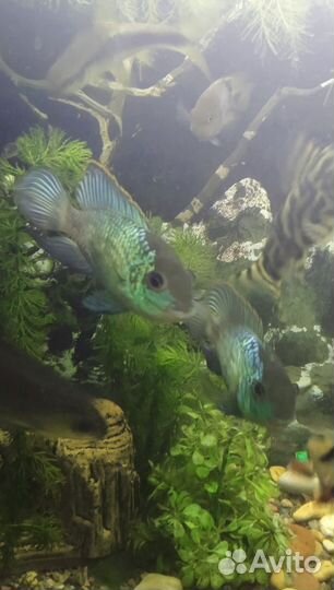 Нанокара аквариумная рыбка