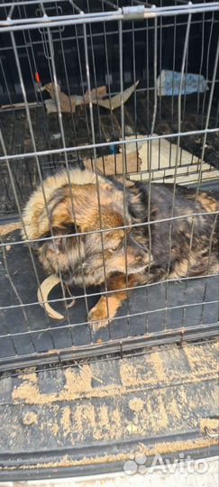 Собак вывезли в лес