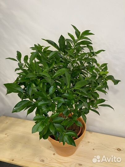 Лимонное дерево привитое