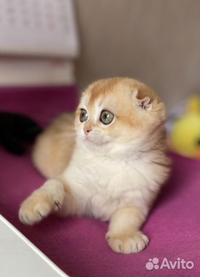 Золотая шиншилла девочка