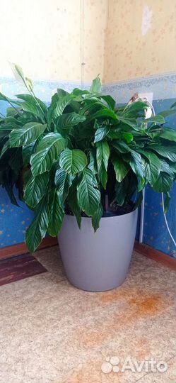 Спатифиллум