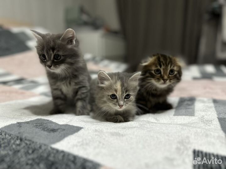 Шотландские котята