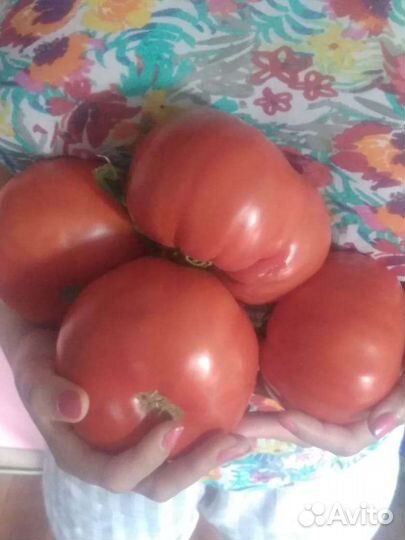 Семена коллекционных томатов и перца