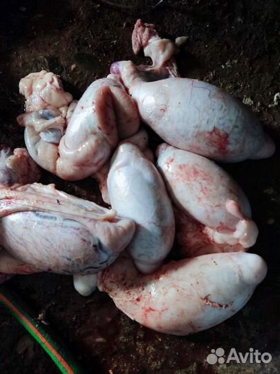 Мясо говядина для собак