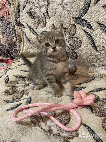 Шотландская вислоухая кошечка