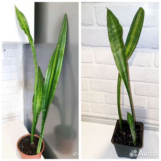 Редкие, вариегатные, коллекционные Сансевиерии
