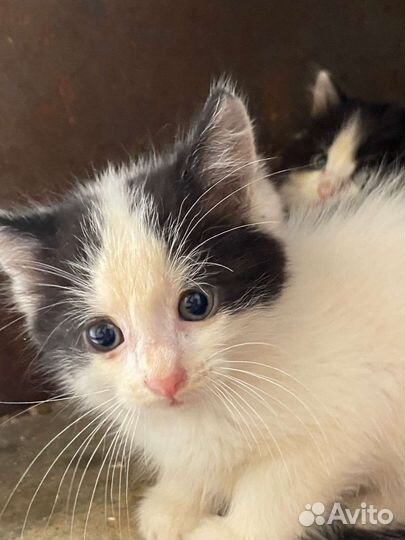 Спасите котенка