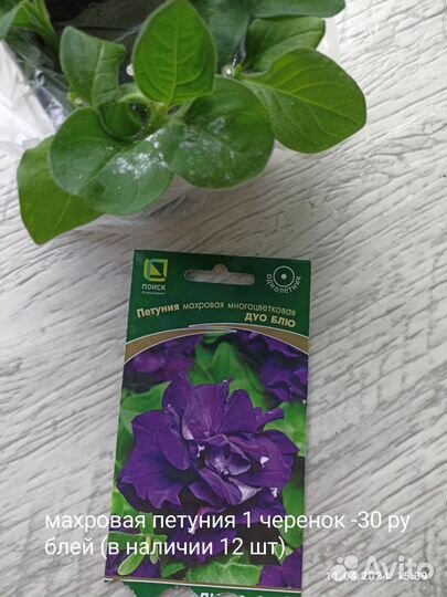 Петуния черенки, Рассада базилик