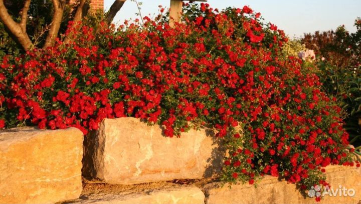 Роза Рэд Каскад