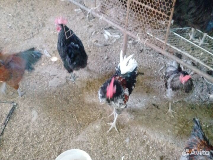 Петухи домашние