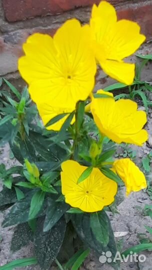 Энотера - многолетник