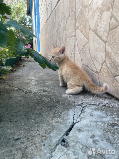 Отдадим котёнка