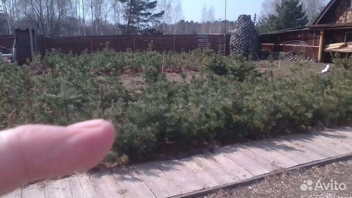 Саженцы сибирского кедра, кедровые орехи