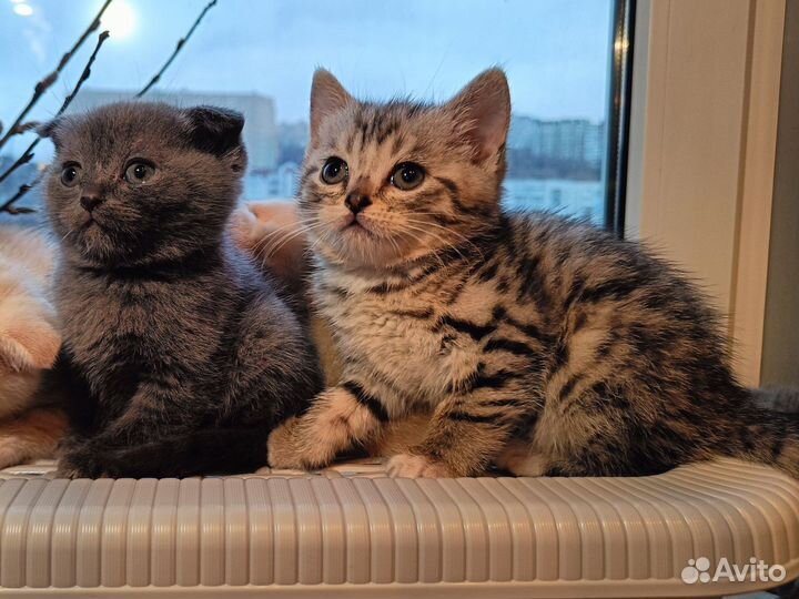 Британская короткошерстная кошка