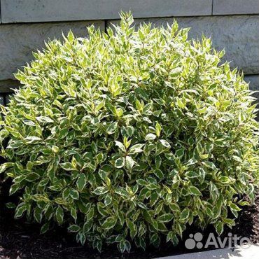 Дерен Айвори Хало