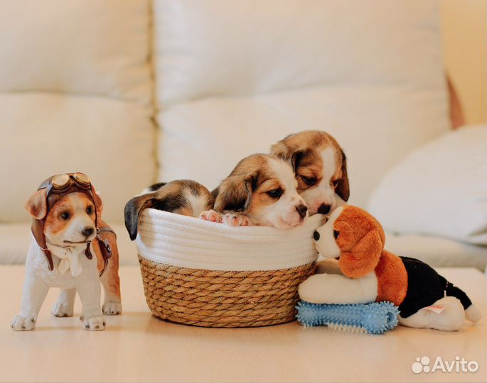 Щенки бигль