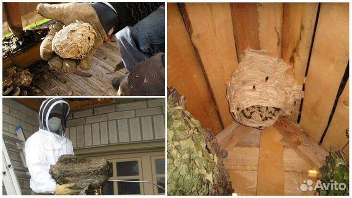 Дезинфекция