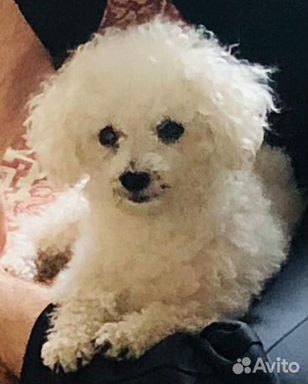 Бишон фризе