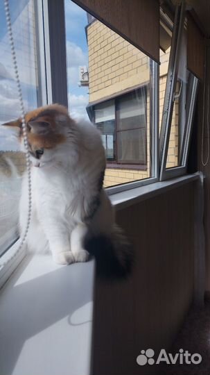 Кошка