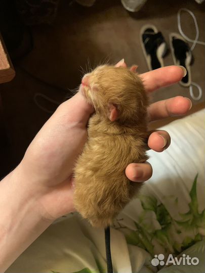 Отдам котенка в добрые руки