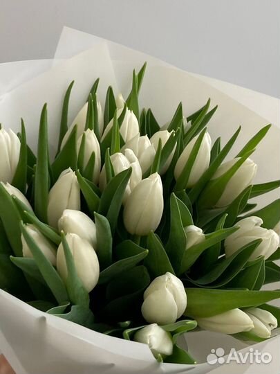 Букет из 25 белоснежных тюльпанов
