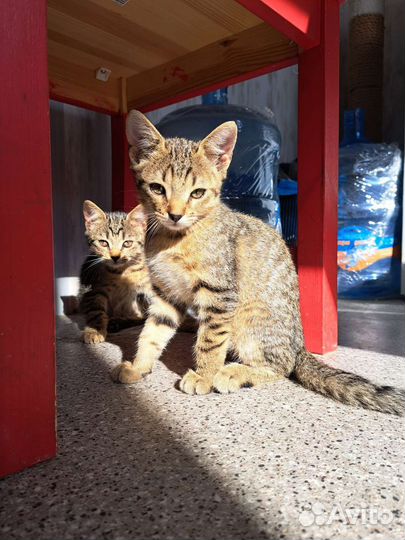 Кошки в добрые руки бесплатно