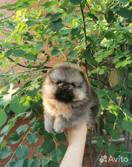 Шпиц пом мини