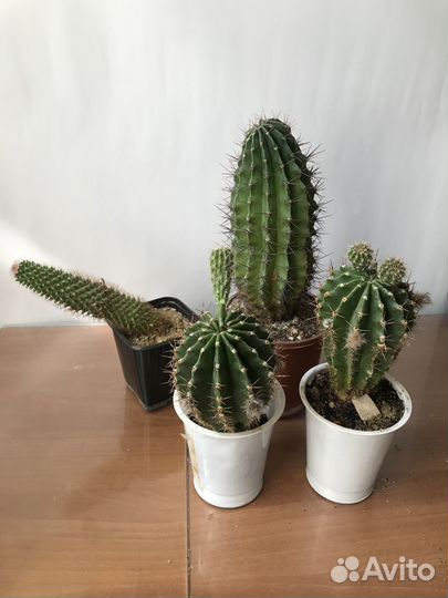 Кактусы и суккуленты