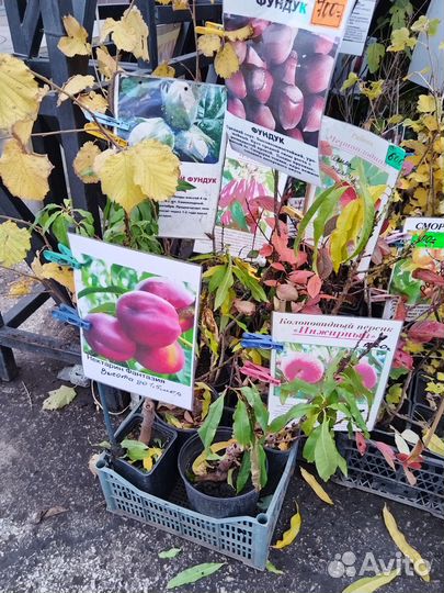 Персик кодоновидный