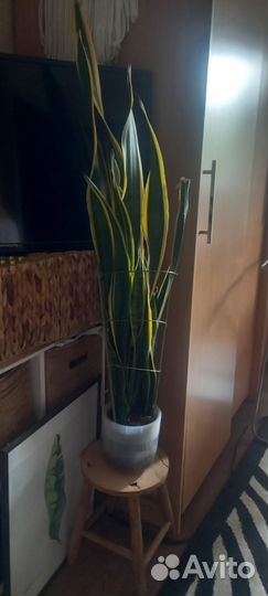 Сансевиерия лауренти