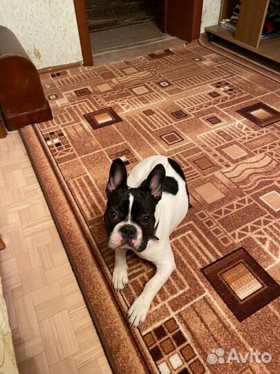 Найдена собака