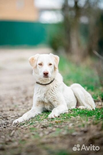 Собака девочка метис лабрадора в добрые руки