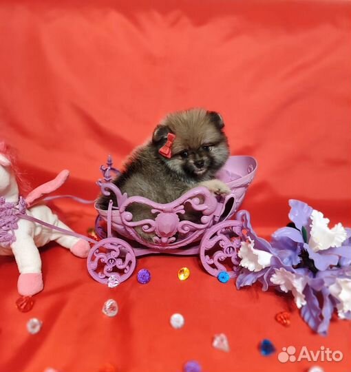 Яркая красотка шпиц