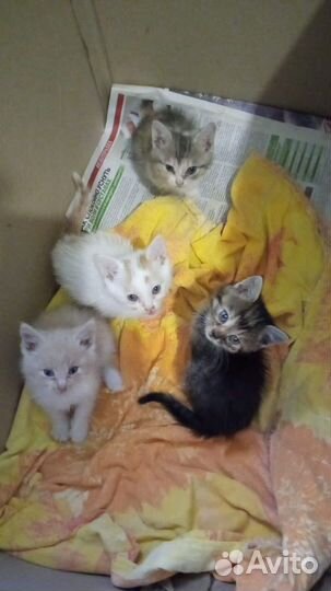 Котята