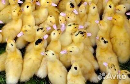 Подрощенный мулард 2 недели