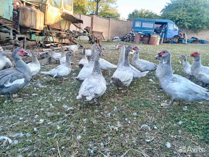 Утки Мускусные