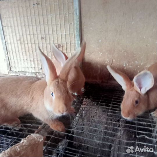 Кролики