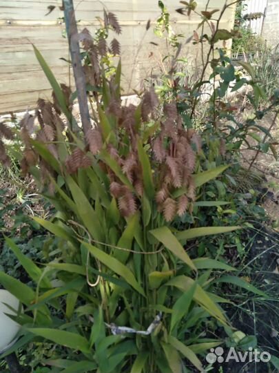 Декоративные злаки