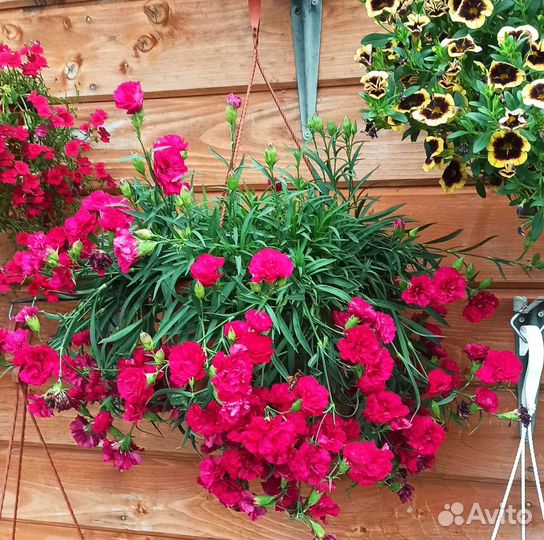 Гвоздика ампельная многолетняя