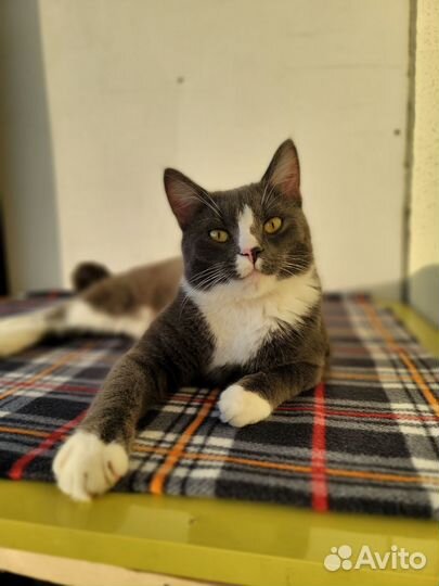 Котик в Добрые руки