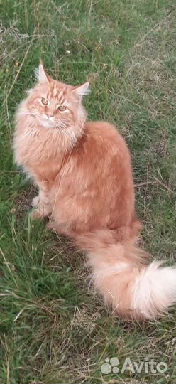 Котята мейн-кун