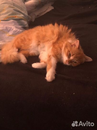 Кошка, кошки в добрые руки