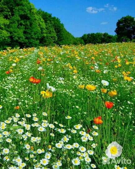 Разовые работы