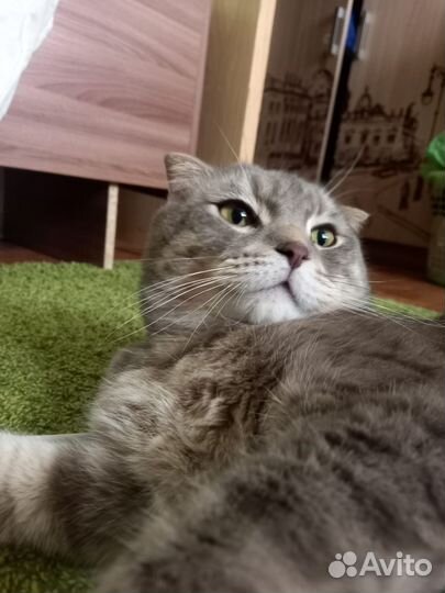 Шотландская