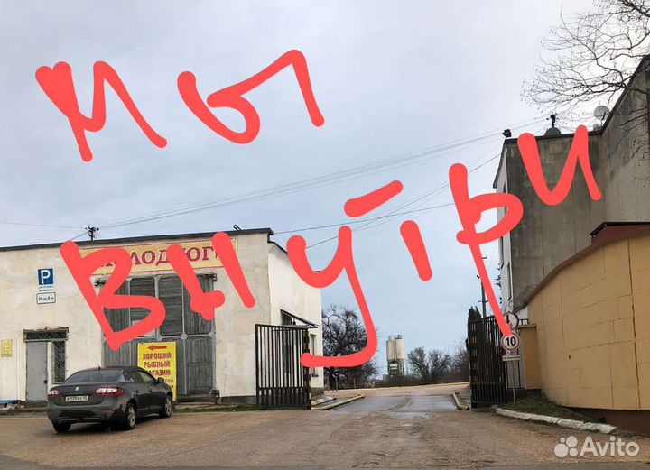 Креветка азовская крупная